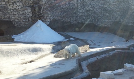 Белый медведь