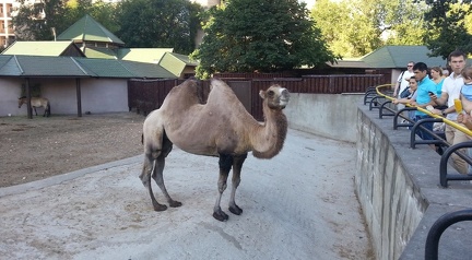 Верблюд