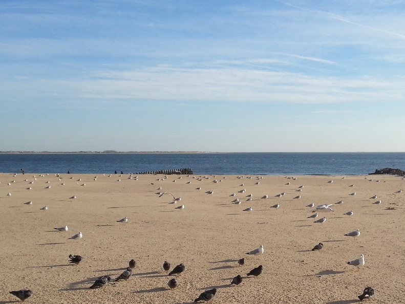 seagulls.jpg