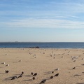 seagulls
