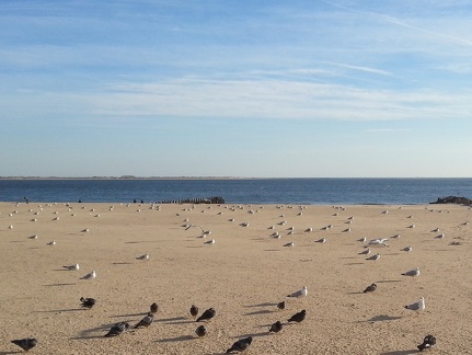 seagulls