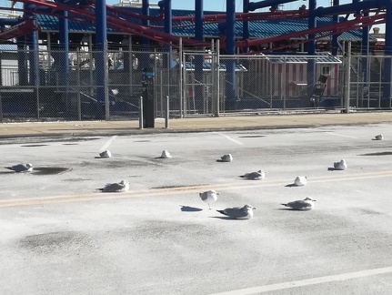 Gulls