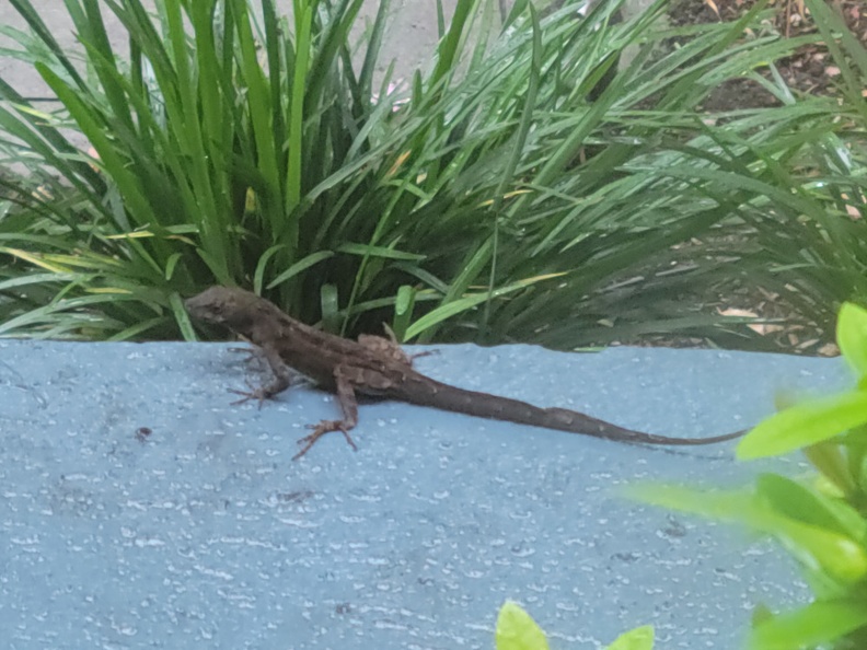 lizard.jpg