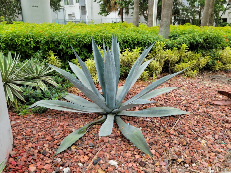 agave-americana.jpg