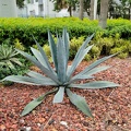 Agave americana